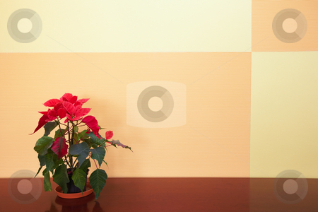 To use this stock image in your creative project, please select the size you need over to the right and click the "Add to Cart" button.
Your downloaded image will come with the Cutcaster watermark removed so don’t worry about the watermark you see on this page. Small plant in office stock photo, Small plant against an orange block pattern in an office on a brown cabinet top by Sean Nel