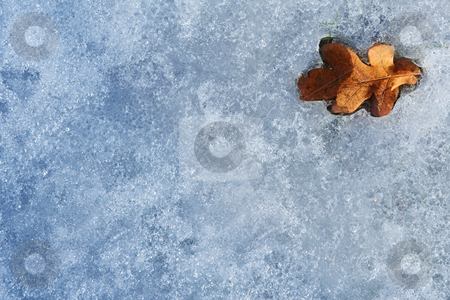 To use this stock image in your creative project, please select the size you need over to the right and click the "Add to Cart" button.
Your downloaded image will come with the Cutcaster watermark removed so don’t worry about the watermark you see on this page. Regensburg #54 stock photo, A brown leaf, on ice. by Sean Nel