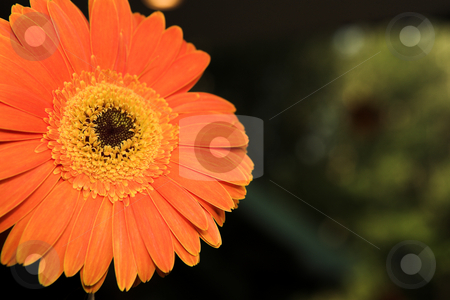 To use this stock image in your creative project, please select the size you need over to the right and click the "Add to Cart" button.
Your downloaded image will come with the Cutcaster watermark removed so don’t worry about the watermark you see on this page. Single orange gerbera stock photo, Single face of orange gerbera flower against a dark green natural background. Shallow Depth of Field with focus on flower center. by Sean Nel