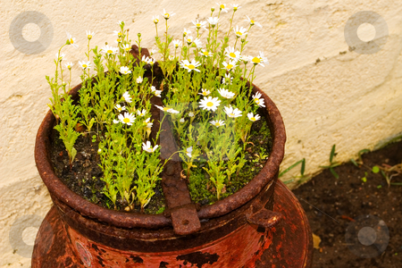 To use this stock image in your creative project, please select the size you need over to the right and click the "Add to Cart" button.
Your downloaded image will come with the Cutcaster watermark removed so don’t worry about the watermark you see on this page. Flowers #6 stock photo, White flowers in a rusted pot by Sean Nel
