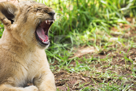 To use this stock image in your creative project, please select the size you need over to the right and click the "Add to Cart" button.
Your downloaded image will come with the Cutcaster watermark removed so don’t worry about the watermark you see on this page. Lion Cub #1 stock photo, The King of the Jungle - In Training. Copy Space by Sean Nel