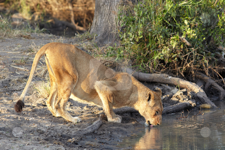 To use this stock image in your creative project, please select the size you need over to the right and click the "Add to Cart" button.
Your downloaded image will come with the Cutcaster watermark removed so don’t worry about the watermark you see on this page. Lioness drinking stock photo, Young lioness cub drinking water in the early morning light after a night of hunting in the African bush by Sean Nel