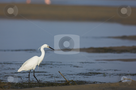 To use this stock image in your creative project, please select the size you need over to the right and click the "Add to Cart" button.
Your downloaded image will come with the Cutcaster watermark removed so don’t worry about the watermark you see on this page. Egret #1 stock photo, A foraging Little Egret (Egretta Garzetta) at sunset in Plettenbergbay, South Africa - Copy space by Sean Nel