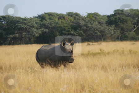 To use this stock image in your creative project, please select the size you need over to the right and click the "Add to Cart" button.
Your downloaded image will come with the Cutcaster watermark removed so don’t worry about the watermark you see on this page. Waiting rhino stock photo, Rhino standing alone in the veld by Sean Nel