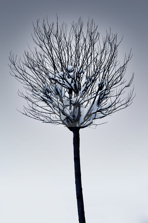 To use this stock image in your creative project, please select the size you need over to the right and click the "Add to Cart" button.
Your downloaded image will come with the Cutcaster watermark removed so don’t worry about the watermark you see on this page. Straubing #27 stock photo, Single tree with snow on the branches - Black and White by Sean Nel