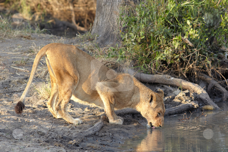 To use this stock image in your creative project, please select the size you need over to the right and click the "Add to Cart" button.
Your downloaded image will come with the Cutcaster watermark removed so don’t worry about the watermark you see on this page. Lioness drinking stock photo, Young lioness cub drinking water in the early morning light after a night of hunting in the African bush by Sean Nel