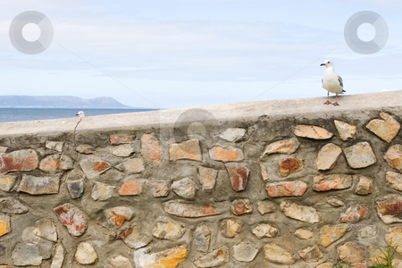To use this stock image in your creative project, please select the size you need over to the right and click the "Add to Cart" button.
Your downloaded image will come with the Cutcaster watermark removed so don’t worry about the watermark you see on this page. Bird #10 stock photo, Seagull sitting on stone wall - copy space by Sean Nel