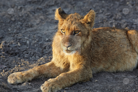 To use this stock image in your creative project, please select the size you need over to the right and click the "Add to Cart" button.
Your downloaded image will come with the Cutcaster watermark removed so don’t worry about the watermark you see on this page. Lions at rest stock photo, Young lion cubs resting in the early morning light after a night of hunting in the African bush by Sean Nel