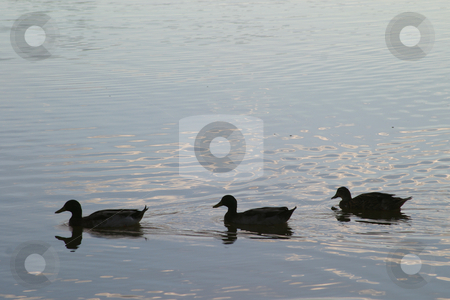 To use this stock image in your creative project, please select the size you need over to the right and click the "Add to Cart" button.
Your downloaded image will come with the Cutcaster watermark removed so don’t worry about the watermark you see on this page. Three ducks stock photo, Three ducks on a dam by Sean Nel