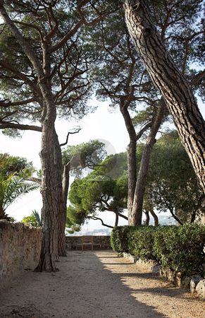 To use this stock image in your creative project, please select the size you need over to the right and click the "Add to Cart" button.
Your downloaded image will come with the Cutcaster watermark removed so don’t worry about the watermark you see on this page. Park with trees in Cannes stock photo, Park with tall trees, bushes and walkway in Cannes, France by Sean Nel