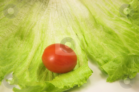 To use this stock image in your creative project, please select the size you need over to the right and click the "Add to Cart" button.
Your downloaded image will come with the Cutcaster watermark removed so don’t worry about the watermark you see on this page. Food #37 stock photo, Cherry tomato on a leaf of lettuce by Sean Nel