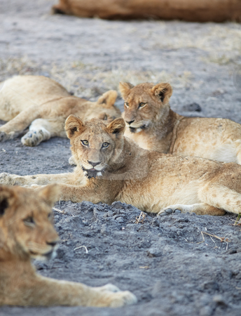 To use this stock image in your creative project, please select the size you need over to the right and click the "Add to Cart" button.
Your downloaded image will come with the Cutcaster watermark removed so don’t worry about the watermark you see on this page. Lions at rest stock photo, Young lion cubs resting in the early morning light after a night of hunting in the African bush by Sean Nel