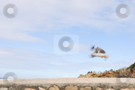 To use this stock image in your creative project, please select the size you need over to the right and click the "Add to Cart" button.
Your downloaded image will come with the Cutcaster watermark removed so don’t worry about the watermark you see on this page. Bird #12 stock photo, Seagull sitting on wooden post - copy space by Sean Nel