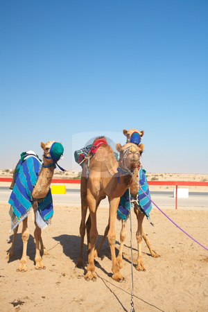 To use this stock image in your creative project, please select the size you need over to the right and click the "Add to Cart" button.
Your downloaded image will come with the Cutcaster watermark removed so don’t worry about the watermark you see on this page. Robot camel racing stock photo, Robot controlled camel racing in the desert of Qatar, Middle East, on a sunny day. Racing camels warming up in the morning sun on the Racetrack by Sean Nel