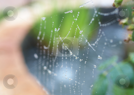 To use this stock image in your creative project, please select the size you need over to the right and click the "Add to Cart" button.
Your downloaded image will come with the Cutcaster watermark removed so don’t worry about the watermark you see on this page. Spiders web stock photo, Water drops on a spiders web after early morning rain, Very Shallow Depth of Field by Sean Nel