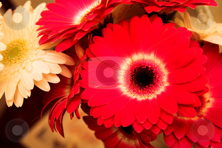 To use this stock image in your creative project, please select the size you need over to the right and click the "Add to Cart" button.
Your downloaded image will come with the Cutcaster watermark removed so don’t worry about the watermark you see on this page. Flower #7 stock photo, Close-up of a bunch of flowers, daisies. by Sean Nel