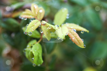 To use this stock image in your creative project, please select the size you need over to the right and click the "Add to Cart" button.
Your downloaded image will come with the Cutcaster watermark removed so don’t worry about the watermark you see on this page. Wet leaves stock photo, Water drops on leaves after early morning rain - Shallow Depth of Field, focus on front raindrops by Sean Nel
