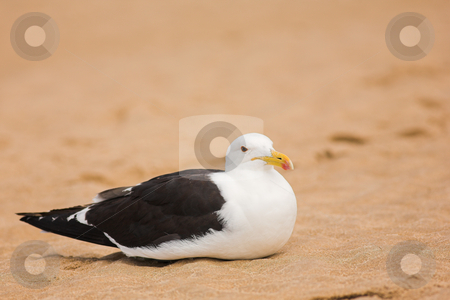 To use this stock image in your creative project, please select the size you need over to the right and click the "Add to Cart" button.
Your downloaded image will come with the Cutcaster watermark removed so don’t worry about the watermark you see on this page. Seagull on the beach stock photo, Cape Gull (Larus Vetula) brooding on a beach - Copy Space by Sean Nel