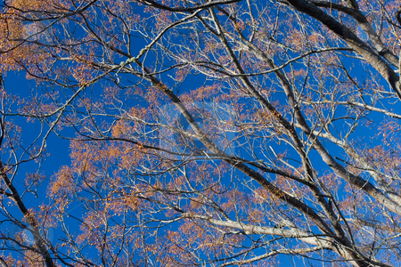 To use this stock image in your creative project, please select the size you need over to the right and click the "Add to Cart" button.
Your downloaded image will come with the Cutcaster watermark removed so don’t worry about the watermark you see on this page. Plants #8 stock photo, Tree in winter with orange berries by Sean Nel