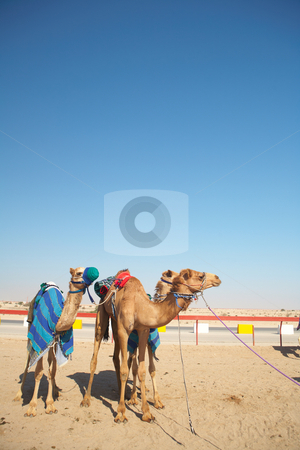 To use this stock image in your creative project, please select the size you need over to the right and click the "Add to Cart" button.
Your downloaded image will come with the Cutcaster watermark removed so don’t worry about the watermark you see on this page. Robot camel racing stock photo, Robot controlled camel racing in the desert of Qatar, Middle East, on a sunny day. Racing camels warming up in the morning sun on the Racetrack by Sean Nel