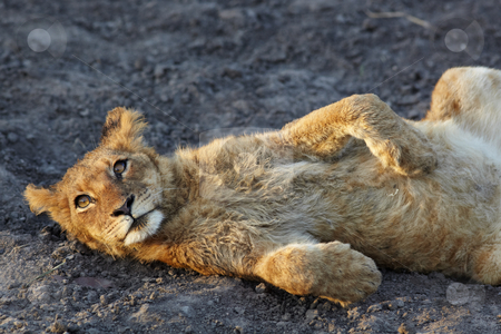 To use this stock image in your creative project, please select the size you need over to the right and click the "Add to Cart" button.
Your downloaded image will come with the Cutcaster watermark removed so don’t worry about the watermark you see on this page. Lions at rest stock photo, Young lion cubs resting in the early morning light after a night of hunting in the African bush by Sean Nel