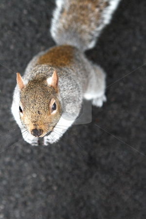 To use this stock image in your creative project, please select the size you need over to the right and click the "Add to Cart" button.
Your downloaded image will come with the Cutcaster watermark removed so don’t worry about the watermark you see on this page. London#6 stock photo, Squirrel looking up. Shallow D.O.F. by Sean Nel