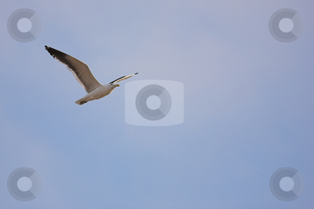 To use this stock image in your creative project, please select the size you need over to the right and click the "Add to Cart" button.
Your downloaded image will come with the Cutcaster watermark removed so don’t worry about the watermark you see on this page. Seagull #3 stock photo, Cape Gull (Larus Vetula) soaring against blue sky - Copy Space by Sean Nel
