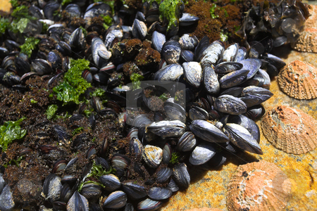 To use this stock image in your creative project, please select the size you need over to the right and click the "Add to Cart" button.
Your downloaded image will come with the Cutcaster watermark removed so don’t worry about the watermark you see on this page. Cluster of mussels stock photo, Cluster of young mussels and other shells on a rocky beach next to the ocean (shallow Depth of Field) by Sean Nel