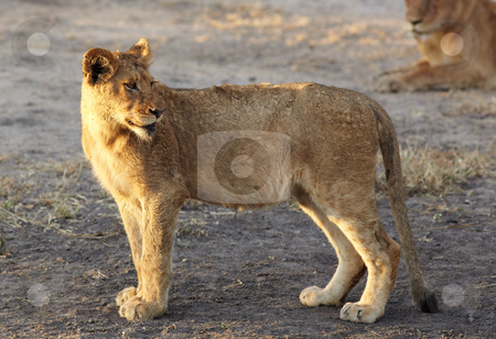 To use this stock image in your creative project, please select the size you need over to the right and click the "Add to Cart" button.
Your downloaded image will come with the Cutcaster watermark removed so don’t worry about the watermark you see on this page. Lions at rest stock photo, Young lion cubs resting in the early morning light after a night of hunting in the African bush by Sean Nel