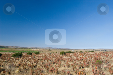 To use this stock image in your creative project, please select the size you need over to the right and click the "Add to Cart" button.
Your downloaded image will come with the Cutcaster watermark removed so don’t worry about the watermark you see on this page. Plants #2 stock photo, Flowering Aloes in an Aloe field - South Africa by Sean Nel