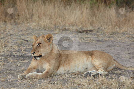 To use this stock image in your creative project, please select the size you need over to the right and click the "Add to Cart" button.
Your downloaded image will come with the Cutcaster watermark removed so don’t worry about the watermark you see on this page. Lions at rest stock photo, Young lion cubs resting in the early morning light after a night of hunting in the African bush by Sean Nel
