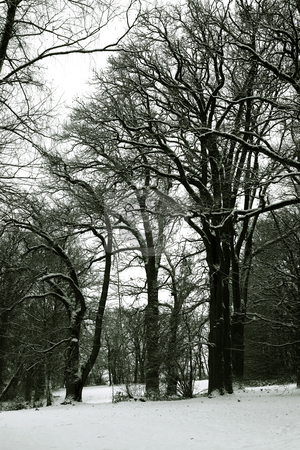 To use this stock image in your creative project, please select the size you need over to the right and click the "Add to Cart" button.
Your downloaded image will come with the Cutcaster watermark removed so don’t worry about the watermark you see on this page. Regensburg14 stock photo, Forest in Regensburg, Germany by Sean Nel