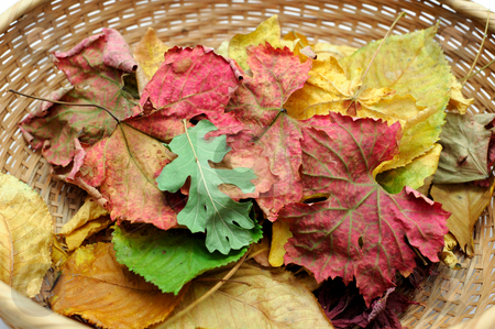 To use this stock image in your creative project, please select the size you need over to the right and click the "Add to Cart" button.
Your downloaded image will come with the Cutcaster watermark removed so don’t worry about the watermark you see on this page. Autumn Leaves stock photo, Colorful leaves in a wicker basket including Oak, Grape, Maple and Cherry by Lynn Bendickson