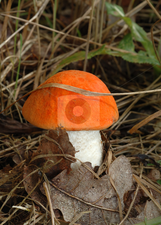 To use this stock image in your creative project, please select the size you need over to the right and click the "Add to Cart" button.
Your downloaded image will come with the Cutcaster watermark removed so don’t worry about the watermark you see on this page. Orange cap boletus stock photo, Young, strong a orange cap boletus which has made the way through a grass. by Vladimir Blinov