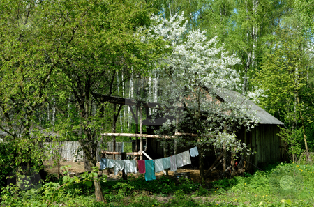 To use this stock image in your creative project, please select the size you need over to the right and click the "Add to Cart" button.
Your downloaded image will come with the Cutcaster watermark removed so don’t worry about the watermark you see on this page. Rural landscape. stock photo, Backyard of the rural house in the spring and a blossoming tree about a shed. by Vladimir Blinov