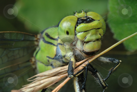 To use this stock image in your creative project, please select the size you need over to the right and click the "Add to Cart" button.
Your downloaded image will come with the Cutcaster watermark removed so don’t worry about the watermark you see on this page. To keep for a straw. stock photo, Close up of a female of a dragonfly, caught a dry blade. by Vladimir Blinov