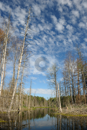 To use this stock image in your creative project, please select the size you need over to the right and click the "Add to Cart" button.
Your downloaded image will come with the Cutcaster watermark removed so don’t worry about the watermark you see on this page. Wood lake stock photo, Landscape with lake and trees, the blue sky with clouds. by Vladimir Blinov
