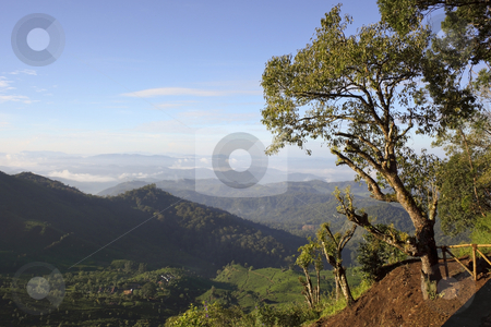 To use this stock image in your creative project, please select the size you need over to the right and click the "Add to Cart" button.
Your downloaded image will come with the Cutcaster watermark removed so don’t worry about the watermark you see on this page. Early morning light over the western ghats stock photo, Early morning light over the western ghats near the town of munnar south india by Mike Smith