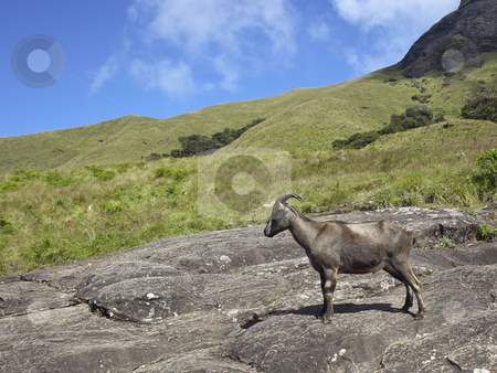 To use this stock image in your creative project, please select the size you need over to the right and click the "Add to Cart" button.
Your downloaded image will come with the Cutcaster watermark removed so don’t worry about the watermark you see on this page. Nilgiri tahr stock photo, A nilgiri tahr on a hillside in eravikulam national park south india by Mike Smith