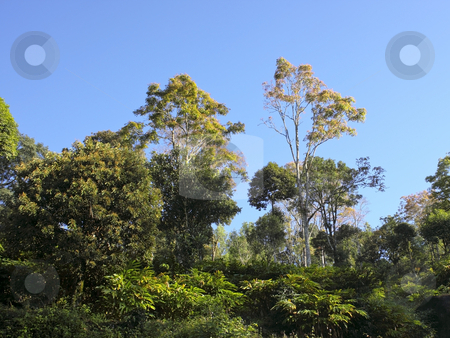 To use this stock image in your creative project, please select the size you need over to the right and click the "Add to Cart" button.
Your downloaded image will come with the Cutcaster watermark removed so don’t worry about the watermark you see on this page. Cardamom plantation stock photo, Cardamom plantation and shade trees under a blue sky by Mike Smith