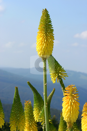 To use this stock image in your creative project, please select the size you need over to the right and click the "Add to Cart" button.
Your downloaded image will come with the Cutcaster watermark removed so don’t worry about the watermark you see on this page. Red Hot Poker - Kniphofia stock photo, Kniphofias or red hot pokers- the common name is derived from the 6ft flower spike, which looks like the glowing poker used in open fires. Kniphofias come in a range of colours including red, orange and yellow to almost lime green and white or a combination of these colours. Photographed at Mt Tomah Botanical garden. by Leah-Anne Thompson