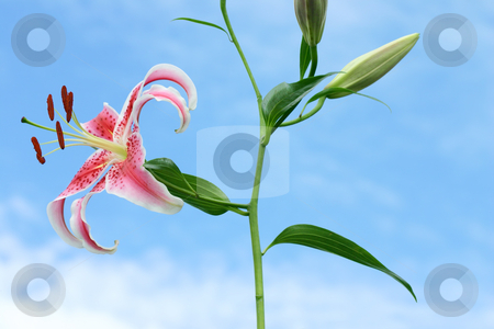 To use this stock image in your creative project, please select the size you need over to the right and click the "Add to Cart" button.
Your downloaded image will come with the Cutcaster watermark removed so don’t worry about the watermark you see on this page. Oriental Lilium - side view stock photo, Oriental lilies are exceptionally beautiful and fragrant. The colors and patterns on the petals of oriental lilies are vivid and unique. The plant can produce up to 5 flowers per stem. A florists favorite for bouquets. by Leah-Anne Thompson