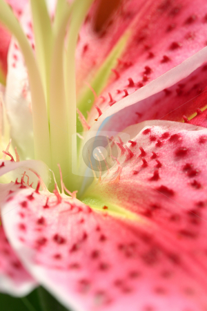 To use this stock image in your creative project, please select the size you need over to the right and click the "Add to Cart" button.
Your downloaded image will come with the Cutcaster watermark removed so don’t worry about the watermark you see on this page. Pink Stargazer Lily macro stock photo, Flower Stargazer lily macro details of inner flower parts showing petals stamen and pistils by Leah-Anne Thompson