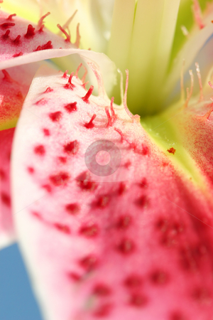 To use this stock image in your creative project, please select the size you need over to the right and click the "Add to Cart" button.
Your downloaded image will come with the Cutcaster watermark removed so don’t worry about the watermark you see on this page. Spotted Stargazer Lily Petals closeup stock photo, Closeup macro of the majestic Stargazer Lily showing some of the elongated spotting on the petals. shallow dof. Stargazer Lilies are associated with iinnocence and purity, but modern connotations are honour and aspiration. by Leah-Anne Thompson