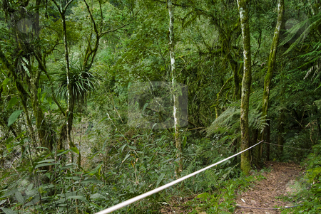 To use this stock image in your creative project, please select the size you need over to the right and click the "Add to Cart" button.
Your downloaded image will come with the Cutcaster watermark removed so don’t worry about the watermark you see on this page. Track on the Forest stock photo, Track on the forest with handrail hopes. by Francisco Putini