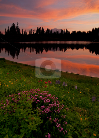 To use this stock image in your creative project, please select the size you need over to the right and click the "Add to Cart" button.
Your downloaded image will come with the Cutcaster watermark removed so don’t worry about the watermark you see on this page. Mountain Heather Reflections stock photo, Mountain Heather, lupine and paintbursh line the shores of Lake Tipsoo at sunset with Mt Rainier hiding in the background. by Mike Dawson