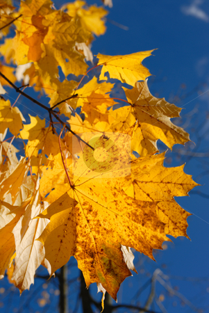 To use this stock image in your creative project, please select the size you need over to the right and click the "Add to Cart" button.
Your downloaded image will come with the Cutcaster watermark removed so don’t worry about the watermark you see on this page. Autumn leaves. stock photo, Yellow autumn maple leaves on trees in park. by Vladimir Blinov