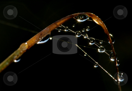 To use this stock image in your creative project, please select the size you need over to the right and click the "Add to Cart" button.
Your downloaded image will come with the Cutcaster watermark removed so don’t worry about the watermark you see on this page. Drops on the web stock photo, Drops of dew on the web in the early morning by Vladimir Blinov