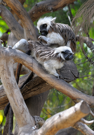 To use this stock image in your creative project, please select the size you need over to the right and click the "Add to Cart" button.
Your downloaded image will come with the Cutcaster watermark removed so don’t worry about the watermark you see on this page. Monkeys on the branches stock photo, Little monkeys on the branches at the zoo. by Vladimir Blinov