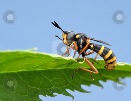 To use this stock image in your creative project, please select the size you need over to the right and click the "Add to Cart" button.
Your downloaded image will come with the Cutcaster watermark removed so don’t worry about the watermark you see on this page. Fly on leaf stock photo, Black and yellow fly on the leaf. Masked by wasp. by Vladimir Blinov
